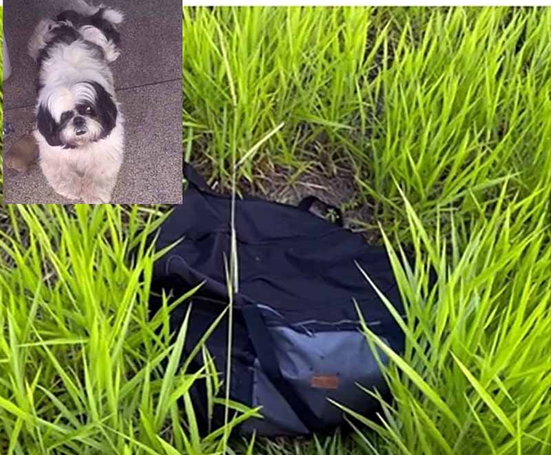 Shih-tzu desaparecido é encontrado morto dentro de bolsa: ‘Só um louco para fazer isso’, diz tutor