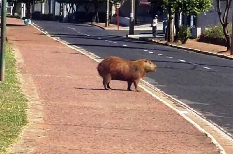 Capivara causa acidente na madrugada em Rio Preto