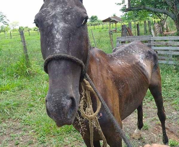 Veículo de tração animal é apreendido em Rio Preto