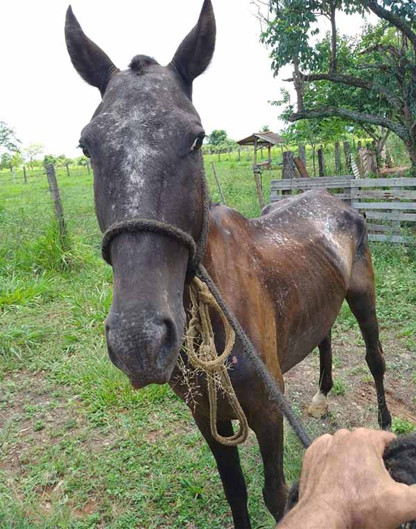 Veículo de tração animal é apreendido em Rio Preto