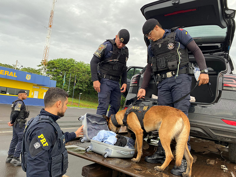 Operação Cães de Guarda: PRF, BAEP e GCM utilizam cães para combater o tráfico de drogas na BR 153