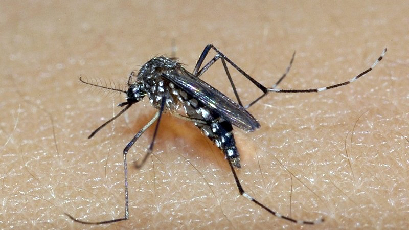 Rio Preto acumula 2.023 casos positivos de dengue desde o começo do ano