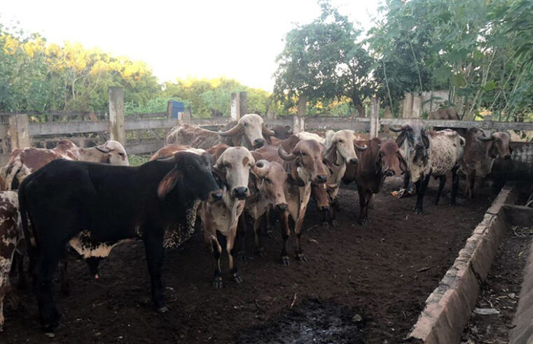 Polícia Ambiental recupera gado furtado de Palestina em Catanduva