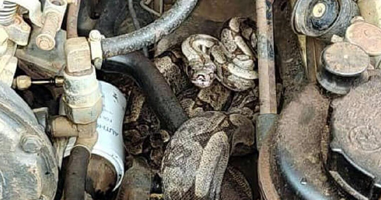 Cobra é encontrada no meio de motor de caminhonete em Potirendaba