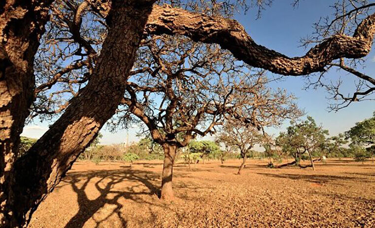 Desmatamento no cerrado aumenta 83% em maio/2023