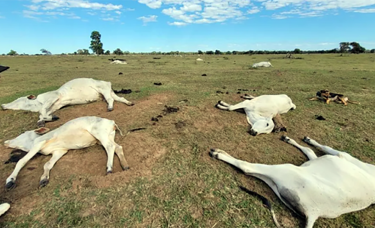 Frio intensivo mata mais de mil bois em Mato Grosso do Sul