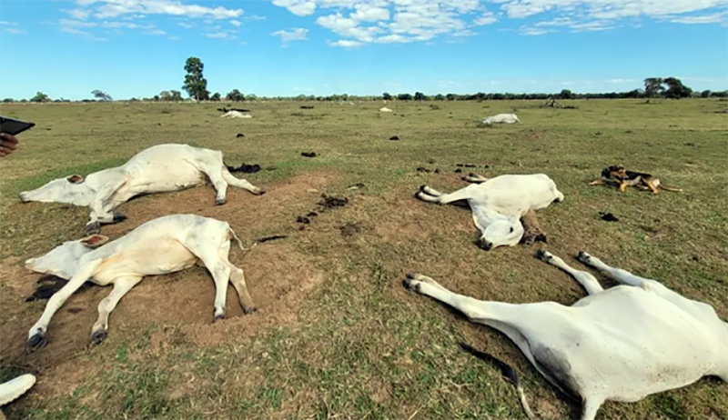 Frio intensivo mata mais de mil bois em Mato Grosso do Sul