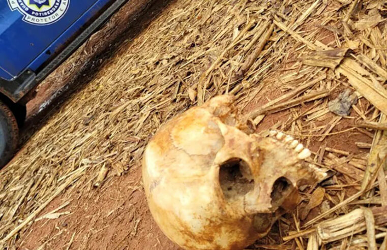 Funcionários de usina encontram crânio humano em canavial