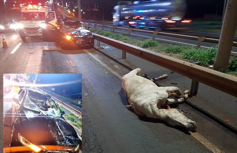 Cavalo é atropelado na BR 153 e morre na pista