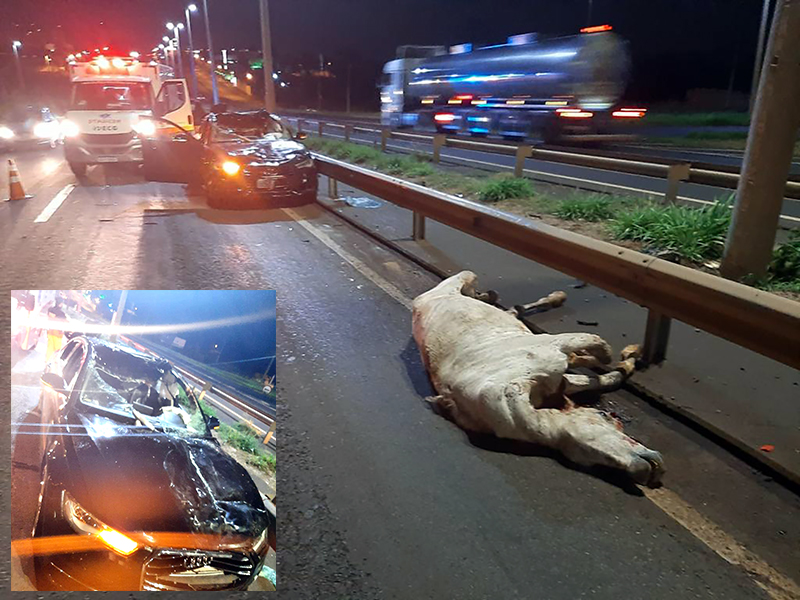 Cavalo é atropelado na BR 153 e morre na pista