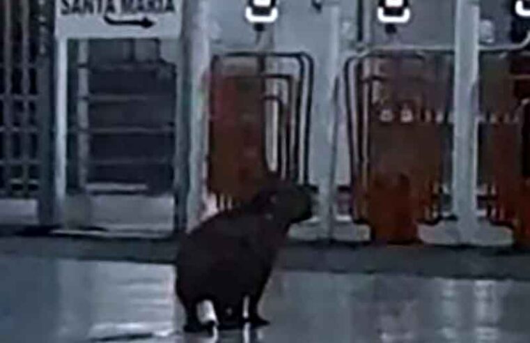 Capivara é flagrada “esperando” ônibus na Rodoviária de Brasília