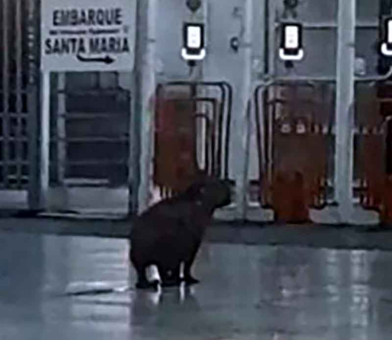 Capivara é flagrada “esperando” ônibus na Rodoviária de Brasília