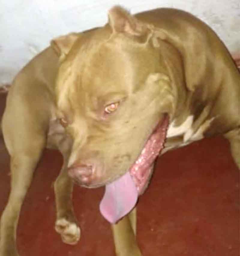 Funcionário da Sabesp é socorrido em estado grave após ataque de pitbull em Paulo de Faria