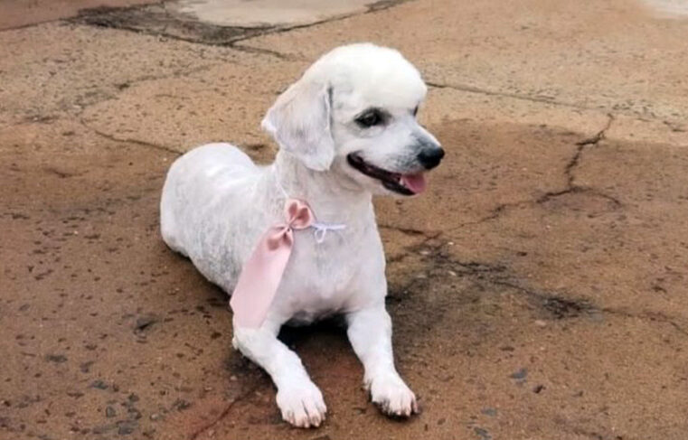 Irritado vizinho mata cachorrinho de criança em Palestina