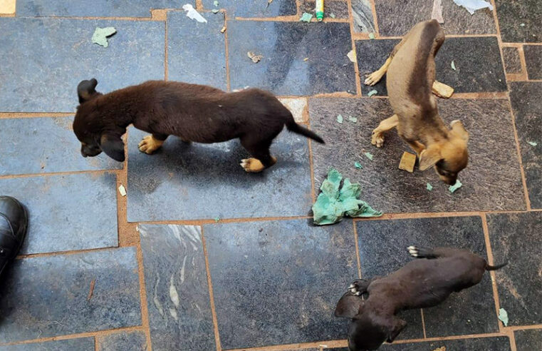 Pedreiro é preso pela Ambiental por maus-tratos a 5 cachorros