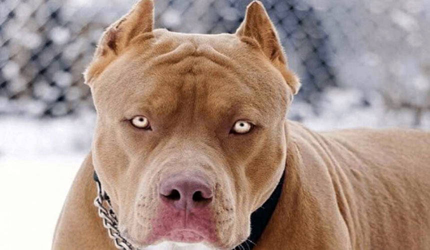 Criança de 1 ano morre após ser atacada por pit bull