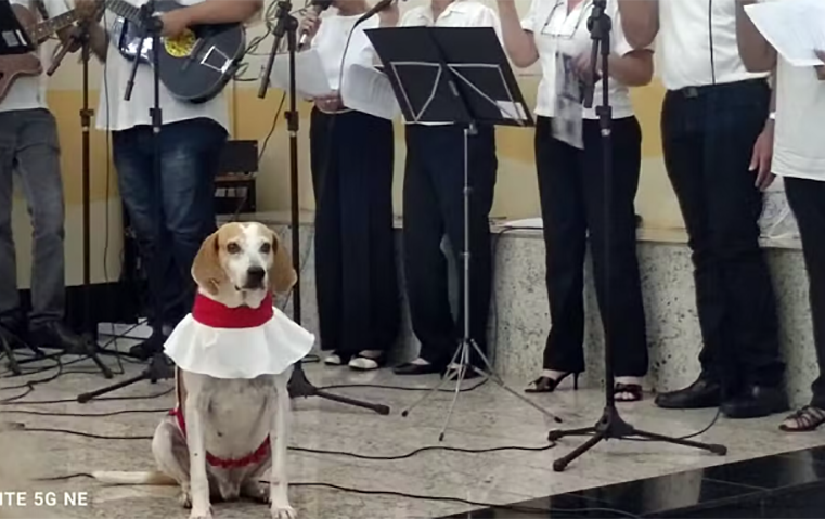 ‘Jhonny’: cãozinho vira atração em missas e conquista fiéis em Barretos