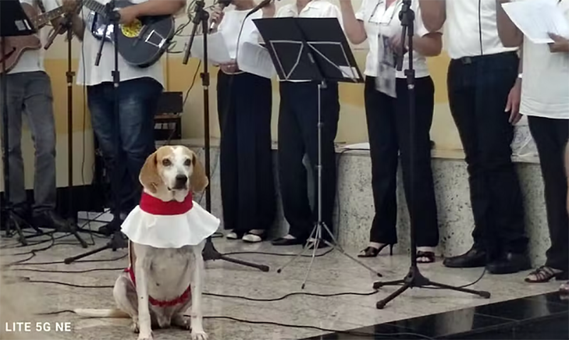 ‘Jhonny’: cãozinho vira atração em missas e conquista fiéis em Barretos