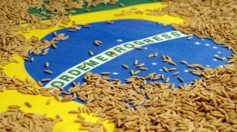 Confederação da Agricultura e Pecuária do Brasil desafia decisão do governo e aciona STF contra importação de arroz