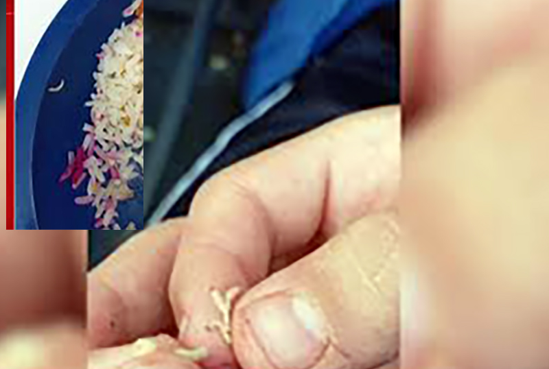 Estudantes encontram larvas em merenda de escola pública de Votuporanga