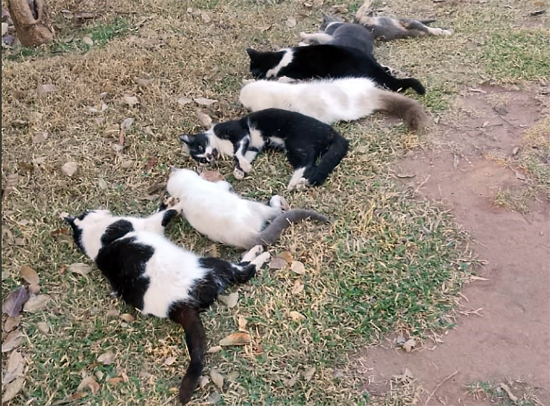 Polícia investiga envenenamento de gatos em condomínio de chácaras