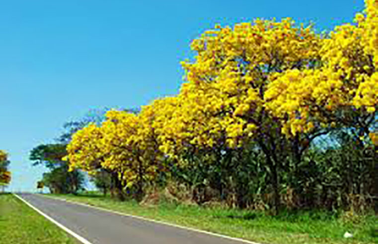 Florada dos ipês amarelos embelezam paisagem da  BR 153