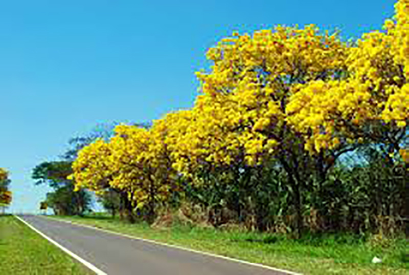 Florada dos ipês amarelos embelezam paisagem da  BR 153