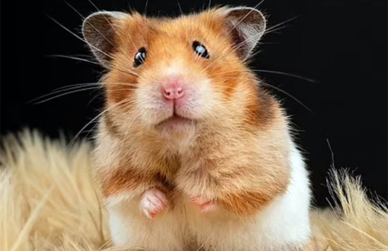 Mulher morre após ser mordida por hamster de estimação