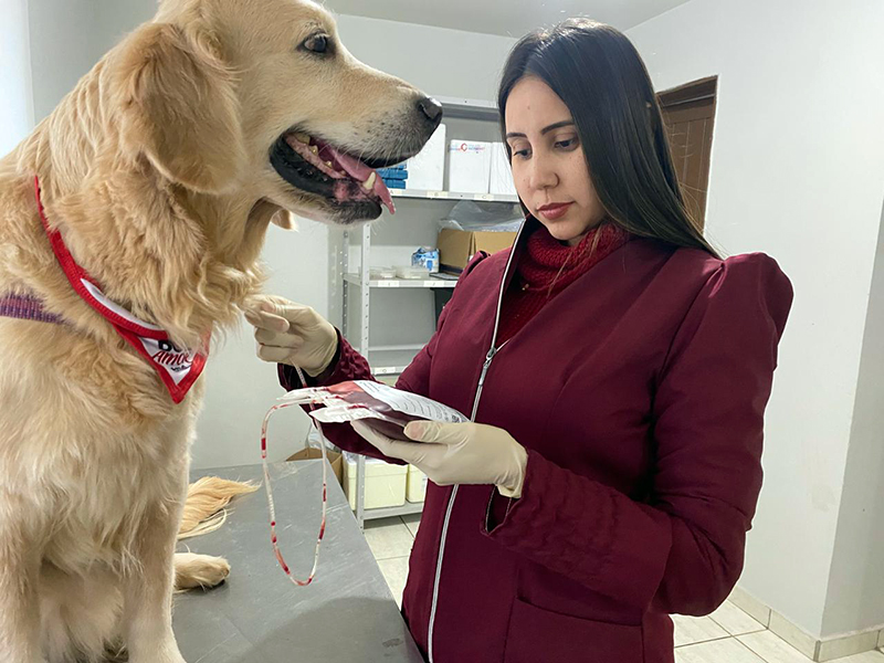 Neste domingo tem campanha para captar doadores de sangue para pets