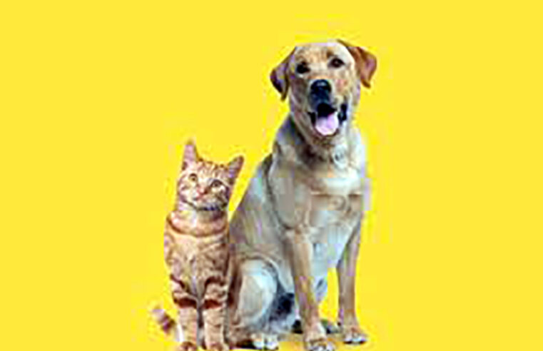 Abril Laranja – Prevenção contra, o abandono e maus-tratos dos animais