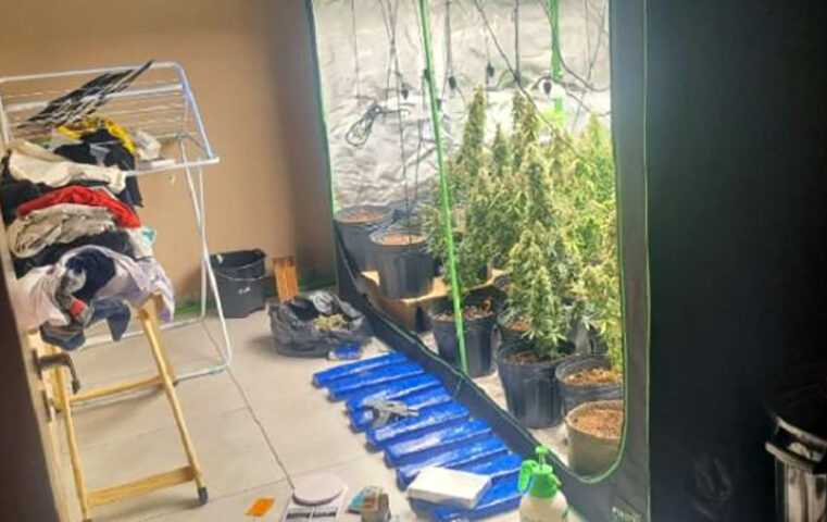 PM encontra estufa com 20 pés de maconha, cocaína, arma e dinheiro em Bady Bassitt