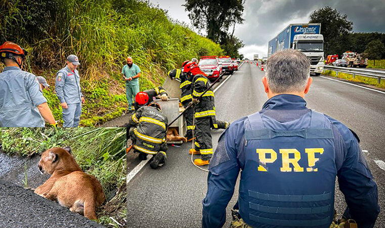 PRF e Corpo de Bombeiros resgatam onça parda ferida na BR-153