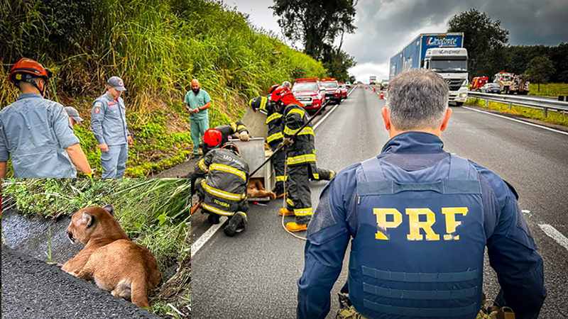 PRF e Corpo de Bombeiros resgatam onça parda ferida na BR-153