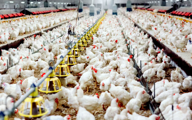 Gripe Aviária: Confira a lista atualizada de países que restringem o frango brasileiro