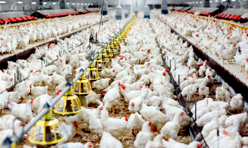 Gripe Aviária: Confira a lista atualizada de países que restringem o frango brasileiro