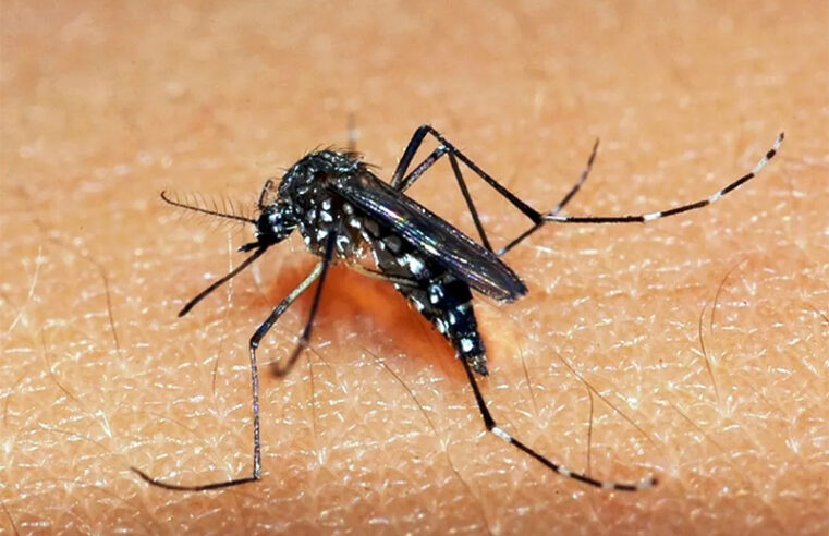 Brasil ultrapassa mil mortes por dengue em 2025