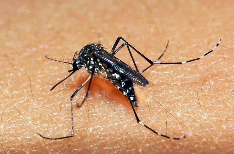 Brasil ultrapassa mil mortes por dengue em 2025