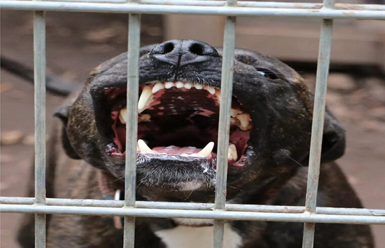 Pitbull ataca entregador de 48 anos em rua de Rio Preto