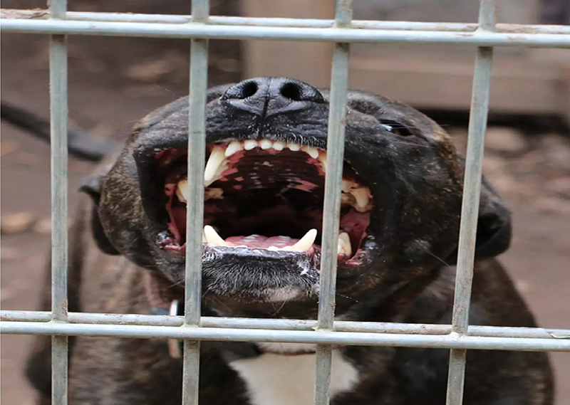 Pitbull ataca entregador de 48 anos em rua de Rio Preto