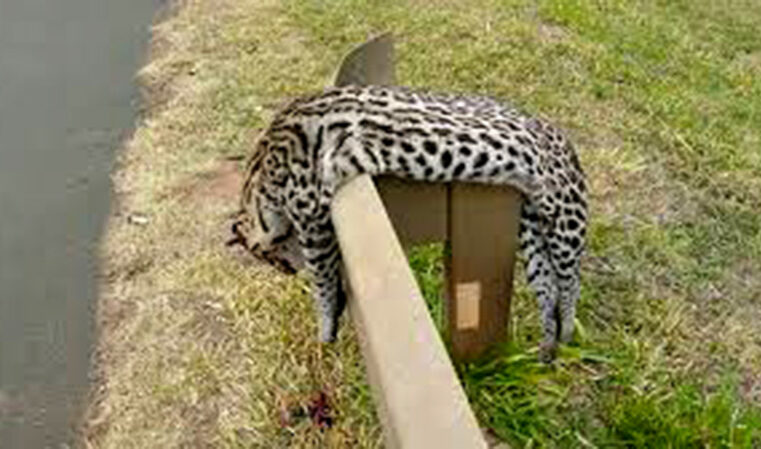 Jaguatirica é encontrada morta em rodovia de Bálsamo