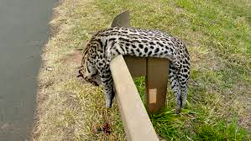 Jaguatirica é encontrada morta em rodovia de Bálsamo