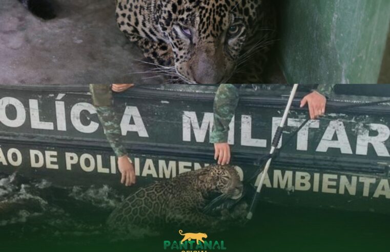 Onça Pintada é resgatada no Rio Negro após ser Baleada