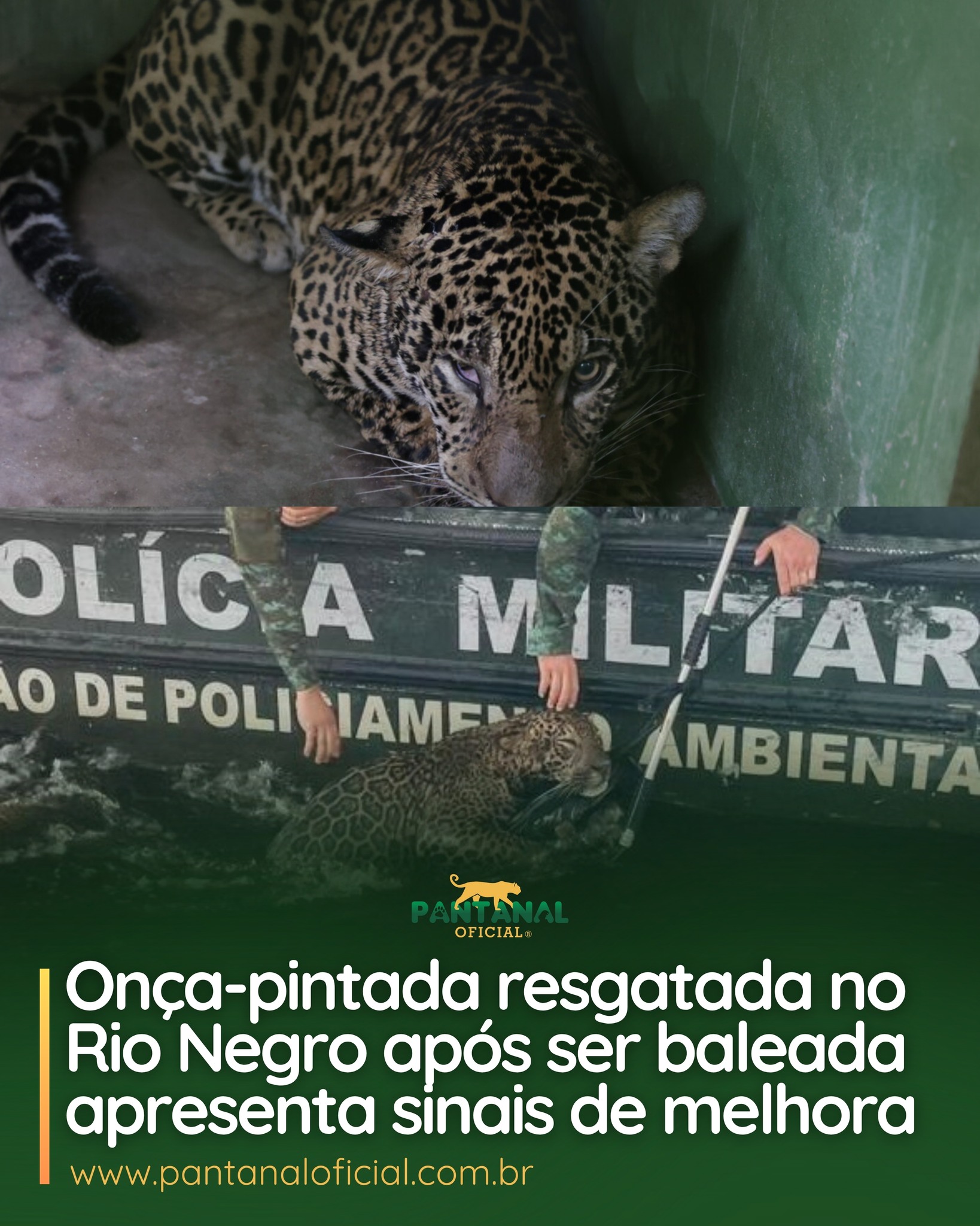 Onça Pintada é resgatada no Rio Negro após ser Baleada