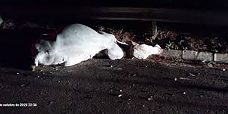 Duas pessoas ficam feridas após carro bater contra boi em rodovia de Santa Fé do Sul