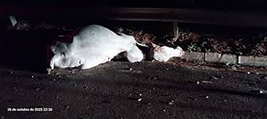 Duas pessoas ficam feridas após carro bater contra boi em rodovia de Santa Fé do Sul