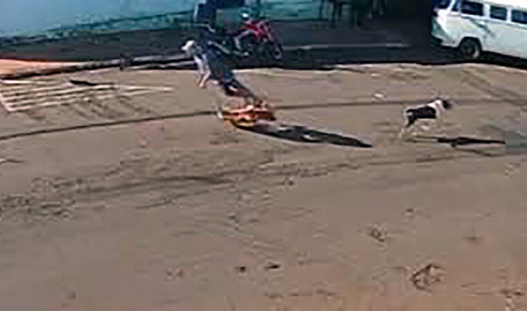 Idoso ‘atropelado’ por cachorro que corria na rua ficou tetraplégico