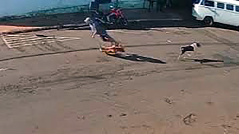 Idoso ‘atropelado’ por cachorro que corria na rua ficou tetraplégico