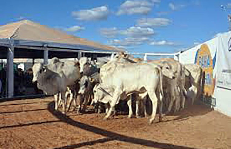 Grande festa: Leilão de Gado em prol da Santa Casa de Nova Granada