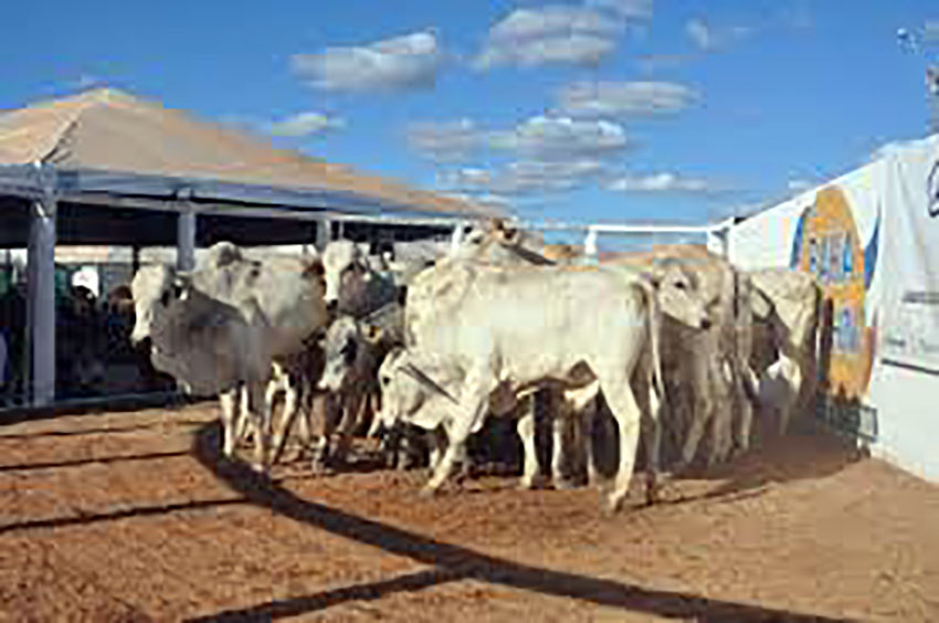 Grande festa: Leilão de Gado em prol da Santa Casa de Nova Granada