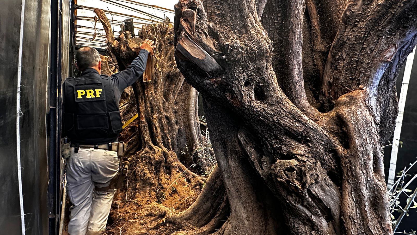 PRF apreende na BR 153 carreta com oliveiras centenárias contrabandeadas da Argentina